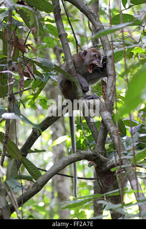 Howling macaque à longue queue de son perchoir dans la forêt fluviale dans Sabah, Borneo Banque D'Images