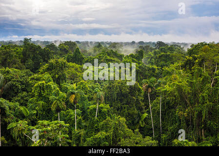 Amazon Rainforest à Sacha RModge, Coca, Equateur, Amérique du Sud Banque D'Images