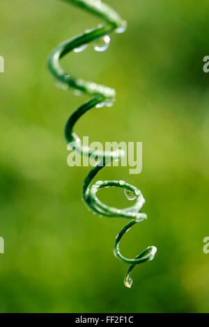 Des gouttelettes de la vrille. Albuca spiralis Banque D'Images