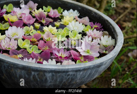 Belle exposition de fleurs fleurs hellebore colorés flottant dans l'eau dans un bol. Banque D'Images