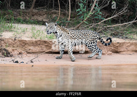 Jaguar (Panthera onca) sur une berge, Cuiaba river, PantanaRM BraziRM, Mato Grosso, l'Amérique du Sud, Banque D'Images