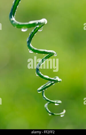 Des gouttelettes de la vrille. Albuca spiralis Banque D'Images