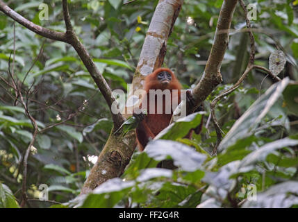 La feuille rouge ou marron singe langur assis dans le bac dans rainforest dans Sabah, Borneo Banque D'Images