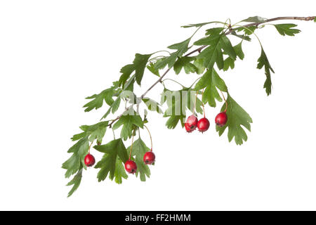 Des rameaux d'aubépine fraîche aux fruits rouges sur fond blanc Banque D'Images