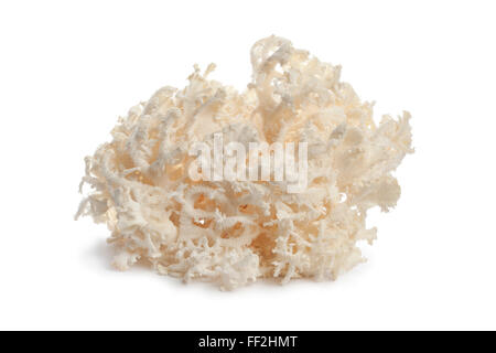 Matières premières fraîches blanc corail champignon sur fond blanc Banque D'Images