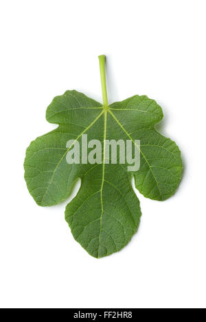 Frais unique feuille de vigne sur fond blanc Banque D'Images