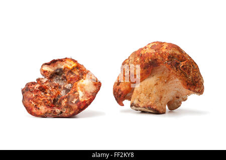 Homard entier cuit frais champignons sur fond blanc Banque D'Images