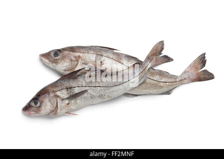 Matières premières fraîches entières de poissons de l'aiglefin à fond blanc Banque D'Images