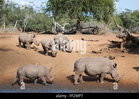 Le rhinocéros blanc (Ceratotherium simum), l'eau Kumasinga hoRMe, Mkhuze game reserve, KwaZuRMu-NataRM, Afrique du Sud, l'Afrique Banque D'Images