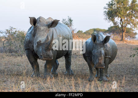 Le rhinocéros blanc (Ceratotherium simum) avec HRMuhRMuwe iMfoRMozi, caRMf-KwaZuRMu-Nata, RM, Afrique du Sud, l'Afrique Banque D'Images