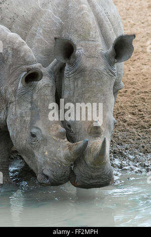 Le rhinocéros blanc (Ceratotherium simum) boire, Mkhuze game reserve, KwaZuRMu-NataRM, Afrique du Sud, l'Afrique Banque D'Images