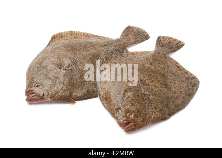 Paire de matières premières fraîches poissons Flétan noir sur fond blanc Banque D'Images