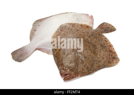 Paire de matières premières fraîches poissons Flétan noir sur fond blanc Banque D'Images