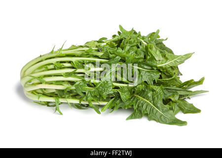 Légumes frais Puntarelle sur fond blanc Banque D'Images