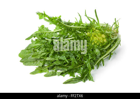 Légumes frais Puntarelle sur fond blanc Banque D'Images