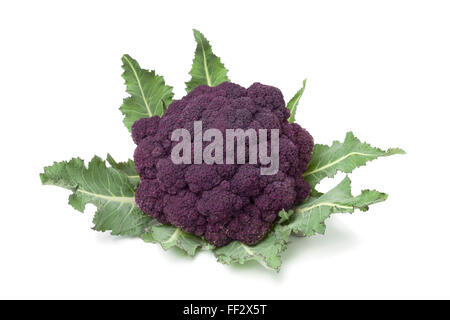 Le brocoli pourpre fraîche sur fond blanc Banque D'Images