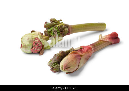 Rhubarbe fraîche fleurs sur fond blanc Banque D'Images