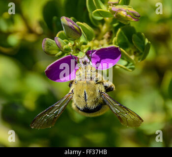 Abeille charpentière la collecte de nectar Banque D'Images