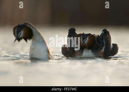 Great Crested Grebes / Haubentaucher ( Podiceps cristatus ) couple, montrant leur belle exposition de cour, l'humeur tôt le matin, la faune, l'Europe. Banque D'Images
