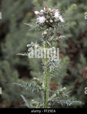 Marsh Cirsium palustre) plante à fleurs blanches. Un exemple de la forme à l'occasion de la fleur blanche Banque D'Images