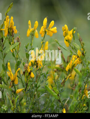 Dyer's greenweed (Genista) tincoria en fleur. Une plante de la famille des pois (Fabaceae) historiquement utilisé pour produire dye Banque D'Images