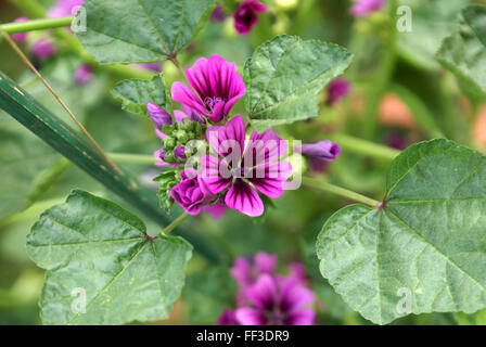 Malva sylvestris, de fromages, de hauteur, de hautes herbes ornementales mauve avec des feuilles lobées et sombre pourpre fleurs veinées, clusters Banque D'Images