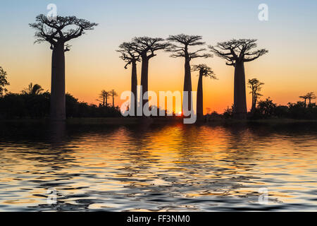 Les baobabs (Adansonia grandidieri) se reflétant dans la mer au coucher du soleil, Morondava, la province de Toliara, Madagascar Banque D'Images