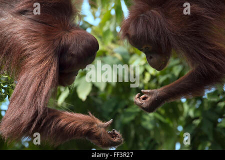 Paire d'orangs-outans de Bornéo Banque D'Images