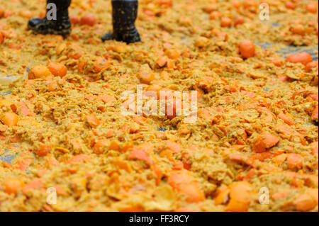 Ivrea, Italie. 09Th Feb 2016. Des oranges sur le terrain pendant la Bataille des Oranges qui a lieu chaque année au cours de l'Ivrée Carnaval. Credit : Nicolò Campo/Pacific Press/Alamy Live News Banque D'Images