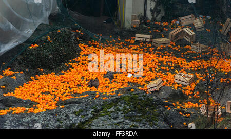 Ivrea, Italie. 09Th Feb 2016. Des oranges sur le terrain pendant la Bataille des Oranges qui a lieu chaque année au cours de l'Ivrée Carnaval. Credit : Nicolò Campo/Pacific Press/Alamy Live News Banque D'Images