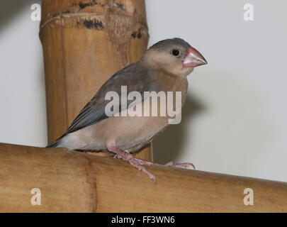 Java ou Java Sparrow juvénile Finch (Padda oryzivora) alias Riz Java Sparrow ou oiseau de riz de Java Banque D'Images