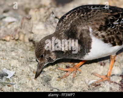 Nourriture Tournepierre à collier (Arenaria interpres) en plumage d'hiver Banque D'Images