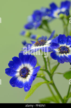 La cinéraire bleu et blanc flowers in garden Banque D'Images