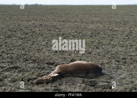 Roe Deer mort campagne Oxfordshire, probablement tué, frappé par une voiture de passage, puis a décalé dans ce champ voisin et est mort. ROYAUME-UNI 2016 HOMER SYKES Banque D'Images