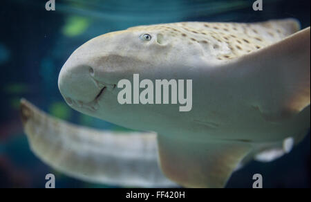 Zebra Shark nager dans l'océan Banque D'Images