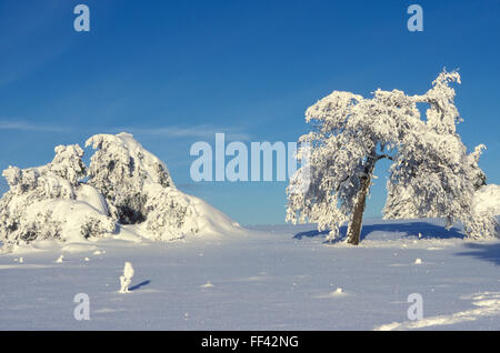 L'Europe, l'Allemagne, en Rhénanie du Nord-Westphalie, région du Sauerland, l'hiver à la montagne Kahlen Asten près de la ville de Winterberg. Eur Banque D'Images