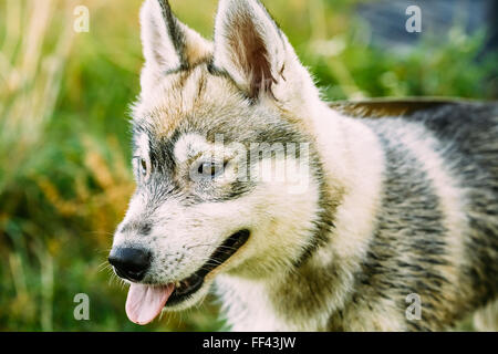 Les jeunes humides Husky Chiot Chien esquimau heureux après le bain extérieur. Saison d'été Banque D'Images