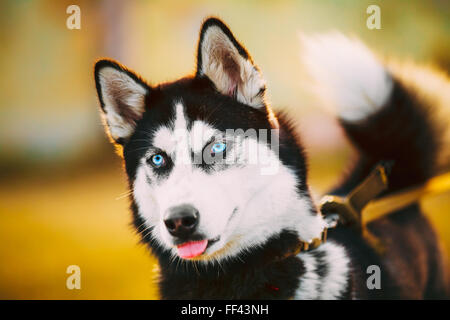 Les jeunes heureux chiot Husky Eskimo Dog Piscine en automne Banque D'Images