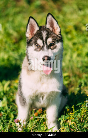 Les jeunes heureux chiot Husky Eskimo Dog Sitting in Grass Outdoor Banque D'Images