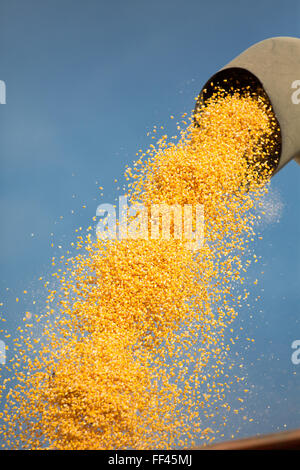 Grain qui est chargé dans un camion remorque Banque D'Images