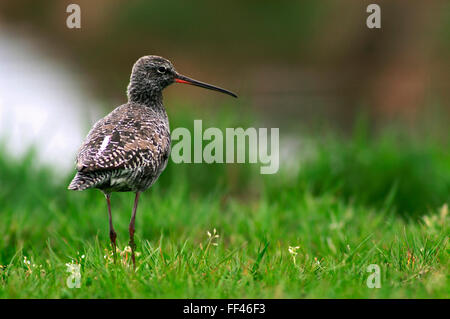 Chevalier arlequin (Tringa erythropus) en plumage nuptial Banque D'Images