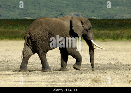 L'éléphant au Ngorongoro Crater Banque D'Images