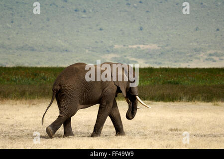 L'éléphant au Ngorongoro Crater Banque D'Images