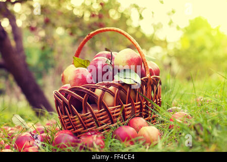 Panier de pommes sur l'herbe dans le verger Banque D'Images