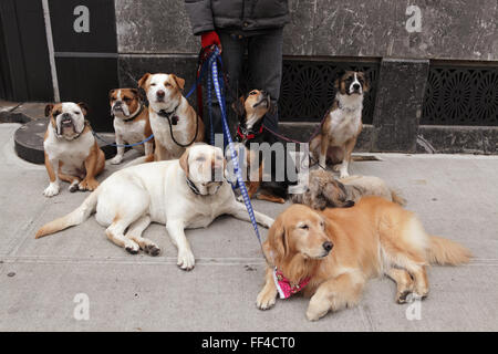 Dog walker avec huit chiens en laisse prend un repos dans le Brooklyn Heights quartier résidentiel sur la rue de canneberges Banque D'Images