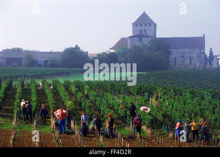 La récolte du raisin dans le vignoble bordelais près de St Emilion France Banque D'Images