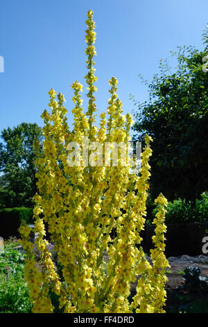 Aigremoine (Agrimonia eupatoria) Banque D'Images