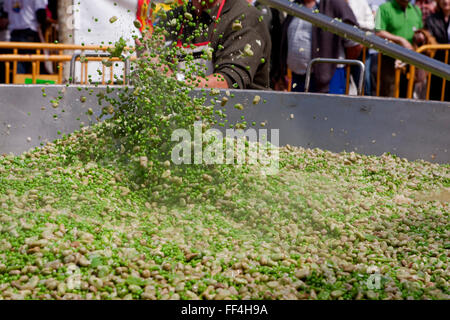 Célébration des légumes. Tudela. Navarre. Espagne Banque D'Images