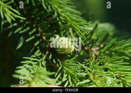 Puceron de l'épinette de sitka jaune (Sacchiphantes abietis, Adelges abietis, Chermes abietis), les galles de spruce Banque D'Images