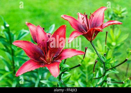 Deux lily marron sur un fond de couleur vert vif Banque D'Images